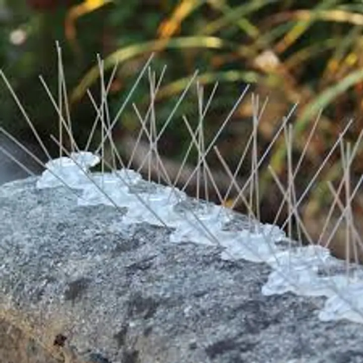 Bird spike project photo 5