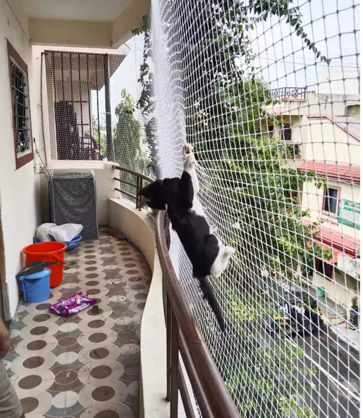 Pet Safety Nets by Pavitra Safety Nets